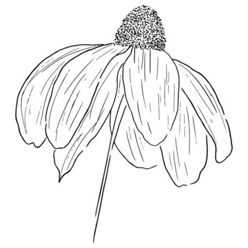Hand drawn cone flower echinacea line art vector