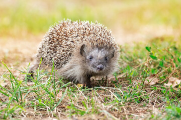 hedgehog on the grass.