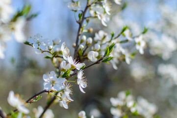 First apricot or cherry flowers with leaves on branch. Sakura blooming in the spring