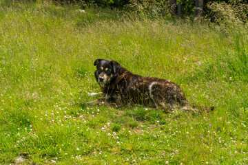 Mountain dog resting in grass in  Bucegi mountains,  Bucegi National Park,  Romania,  summer day