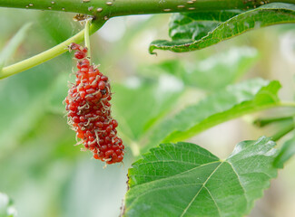Mulberry