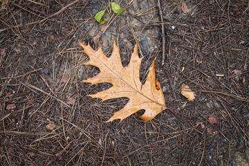 Fallen leaves during autumn