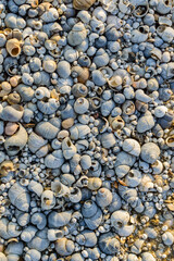 River shell texture, nature background