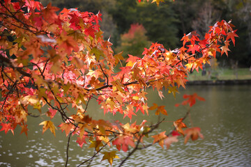 Leaves on tree branch during autumn