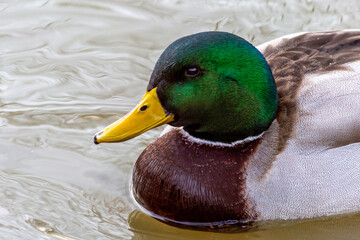 Fototapeta premium Mallard Up close