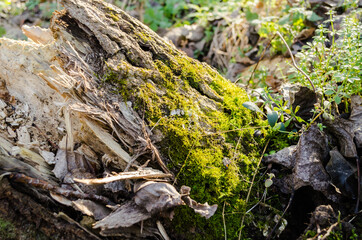 Moss on the tree bark