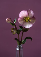 Bouquet of Christmas hellebore flowers in a vase. Romantic floral still life, violet background.