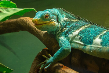 Critically endangered Fijian crested iguana