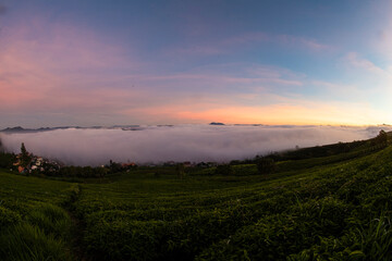 misty morning in tea farm at  Cau Dat at Lam Dong province. This is one of the famous tourist attraction at Da Lat, Viet Nam.