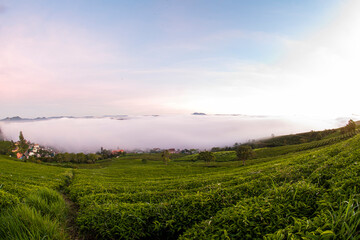 Fototapeta na wymiar misty morning in tea farm at Cau Dat at Lam Dong province. This is one of the famous tourist attraction at Da Lat, Viet Nam.