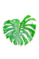 Green Leaf Monstera On White Background, Real Tropical Jungle Foliage Plants.