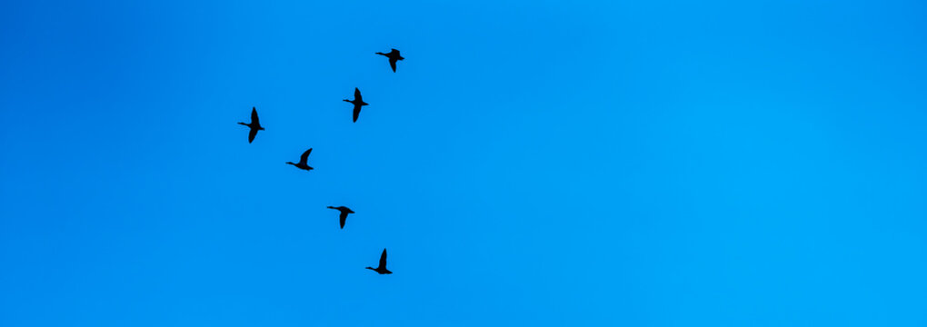 Silhouette of birds flying into the south, blue sky panorama
