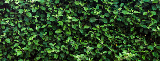 Green leaf texture. Leaf texture background on sunny day