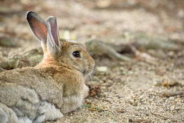 Naklejka na ściany i meble Little European rabbit, on the island of Ohkunoshima in Hiroshima Prefecture. Japan