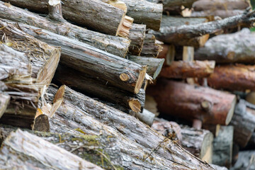 Felled and stacked wood, firewood