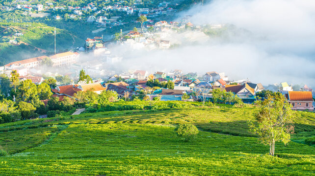 Beautiful highland tea plantations in Cau Dat at Lam Dong province. This is one of the famous tourist attraction at Da Lat, Viet Nam.