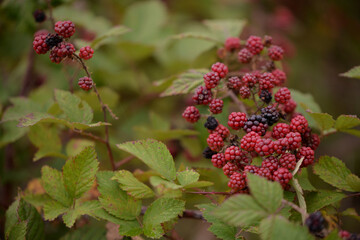 blackberry branches with manny red and black fruits. Rubus plicatus unripe on cloudy day