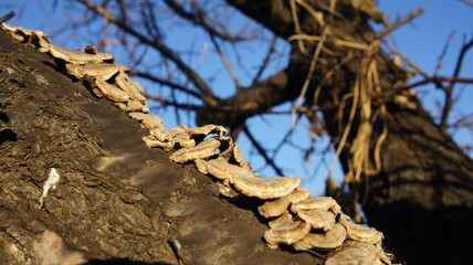 Mushrooms on a tree trunk against a blue sky