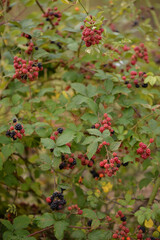 blackberry branches with manny red and black fruits. Rubus plicatus unripe on cloudy day