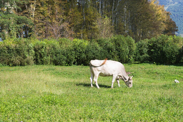 Naklejka na ściany i meble A white cow grazes on a green field in the vicinity of Salkhino On a Sunny day.