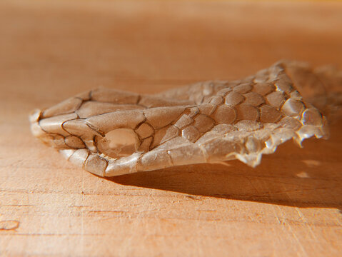 closeup of a scaled skin of a molting head of a snake, Malpolon monspessulanus, Montpellier snake. Macro of the molt.