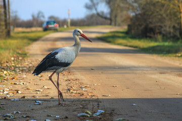 White stork crosses a village road in autumn