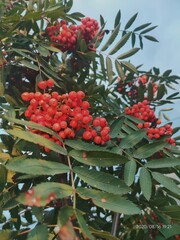holly berries on a branch
