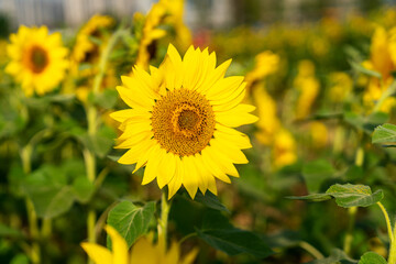 Yellow sunflower in the sunset light. Close-up. Sunflower, close-up. Yellow big flower.