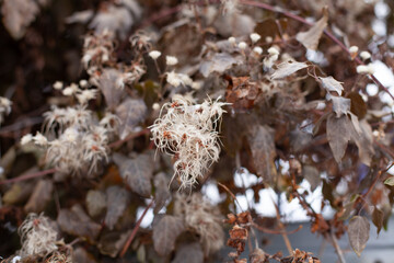 Large horizontal photo. Winter time. Dried leaves with fluffy bots in the snow. Beautiful leaves for herbarium. Loops of dried flowers.