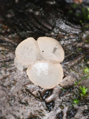Neobulgaria pura, also called Ombrophila pura, known as Beech Jellydisc, wild fungus from Finland