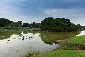Lush greener around the pond in the park