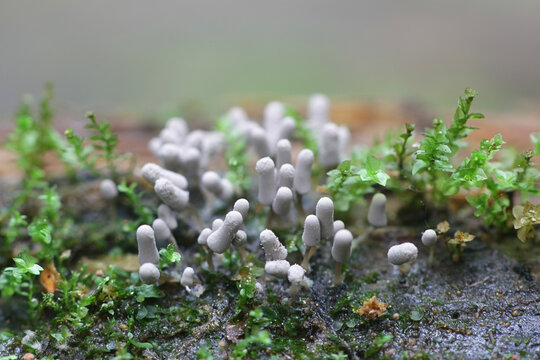Arcyria cinerea, slime mold of the family Arcyriaceae from Finland with no common english name