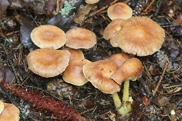 Gymnopus peronatus (formerly called Collybia peronata or Marasmius urens), known as wood woolly-foot, wild mushroom from Finland
