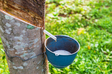 .Natural rubber latex from rubber trees