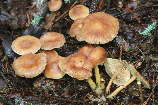 Gymnopus peronatus (formerly called Collybia peronata or Marasmius urens), known as wood woolly-foot, wild mushroom from Finland