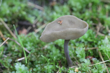 Helvella macropus, also called Helvella bulbosa, commonly known as Felt saddle fungus, wild mushroom from Finland © Henri Koskinen