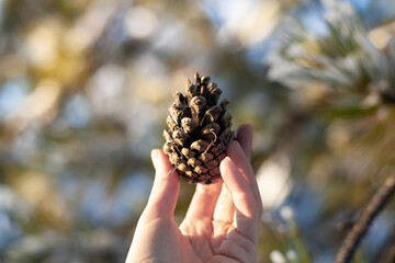 Large horizontal photo. Winter time. Winter landscape. Russia. Spruce cone in a woman's hand. Fir-tree cone against the background of blurred fir trees and blue sky.