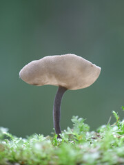 Helvella macropus, also called Helvella bulbosa, commonly known as Felt saddle fungus, wild mushroom from Finland