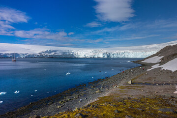 Half moon bay, South Shetland Islands harbor view with Deschampsia antarctica hair grass vascular plants © Viktoria