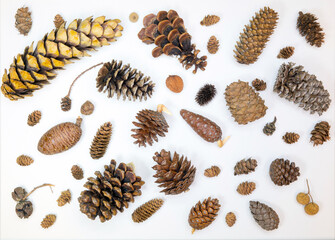 Cones of spruce, pine, cedar, cypress, larch, sycamore and others on a white background.