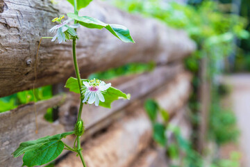 .The background of the flowers rose on a wooden fence