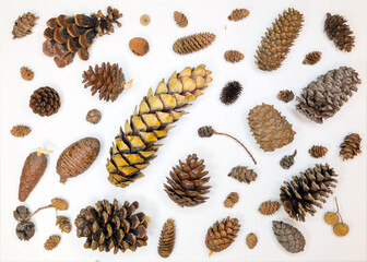 Cones of spruce, pine, cedar, cypress, larch, sycamore and others on a white background.