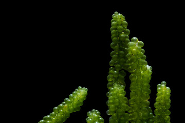 Sea grapes, green caviar isolated on black background
