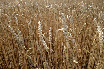 Agricultural rye filed bacground.