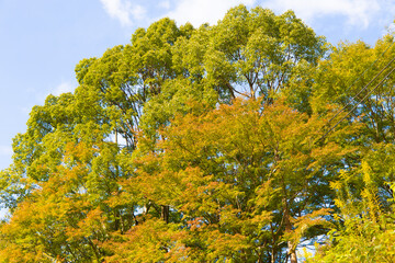 Fototapeta premium 紅葉