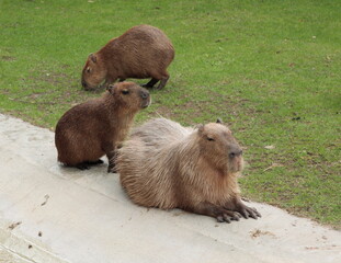 Bristle animal in its outdoor enclosure at the zoo