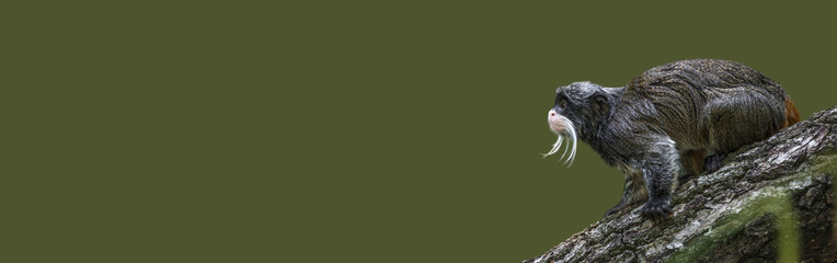 Banner with a portrait of funny bearded emperor tamarin monkey from Brazil jungles, adult, male. Concept of wildlife conservation, biodiversity and animal intelligence.