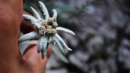 Holding a rare, protected, edelweiss wild flower - Leontopodium alpinum. These flowers grow in the rocky high altitude alpine areas. Buila mountains Massif,  Carpathia, Romania.