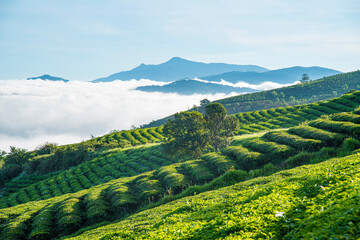 Many houses in in the mist in the morning. Early morning fog and mist burns off over large houses nestled in green rolling hills