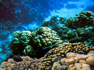Underwater landscape with coral formations and tropical fish, Red Sea, Egypt